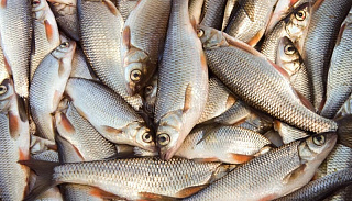 Предприятие по переработке рыбной продукции стало призером окружного этапа премии «Экспортер года»