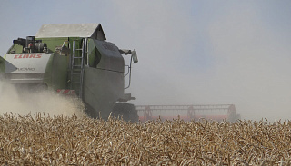 Более 200 тысяч тонн зерна собрано в Приангарье