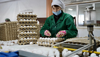 Производство куриных яиц в Приангарье увеличилось на 14 миллионов штук в первом полугодии 2024 года